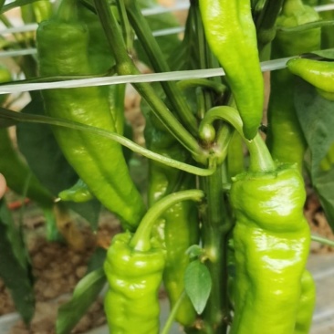 规格齐全鲜辣椒长期供应诚信经营