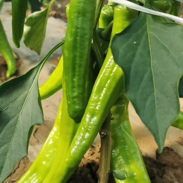 天然新鲜鲜辣椒现货秒发超高性价比