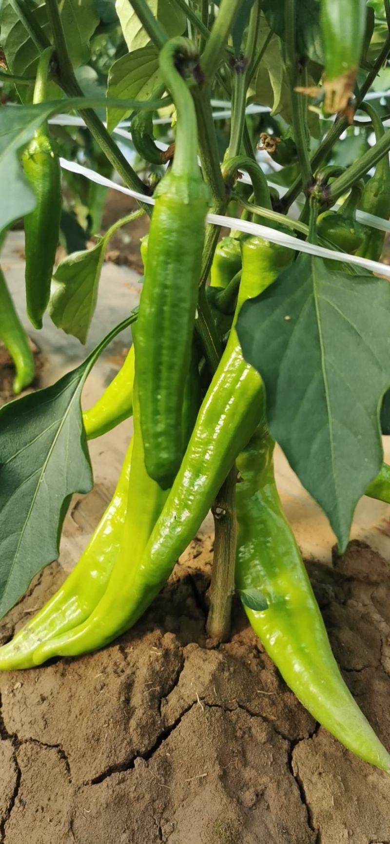 天然新鲜鲜辣椒现货秒发超高性价比