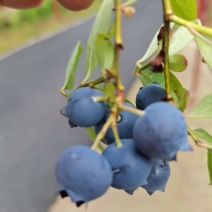蓝莓量大从优现货秒发