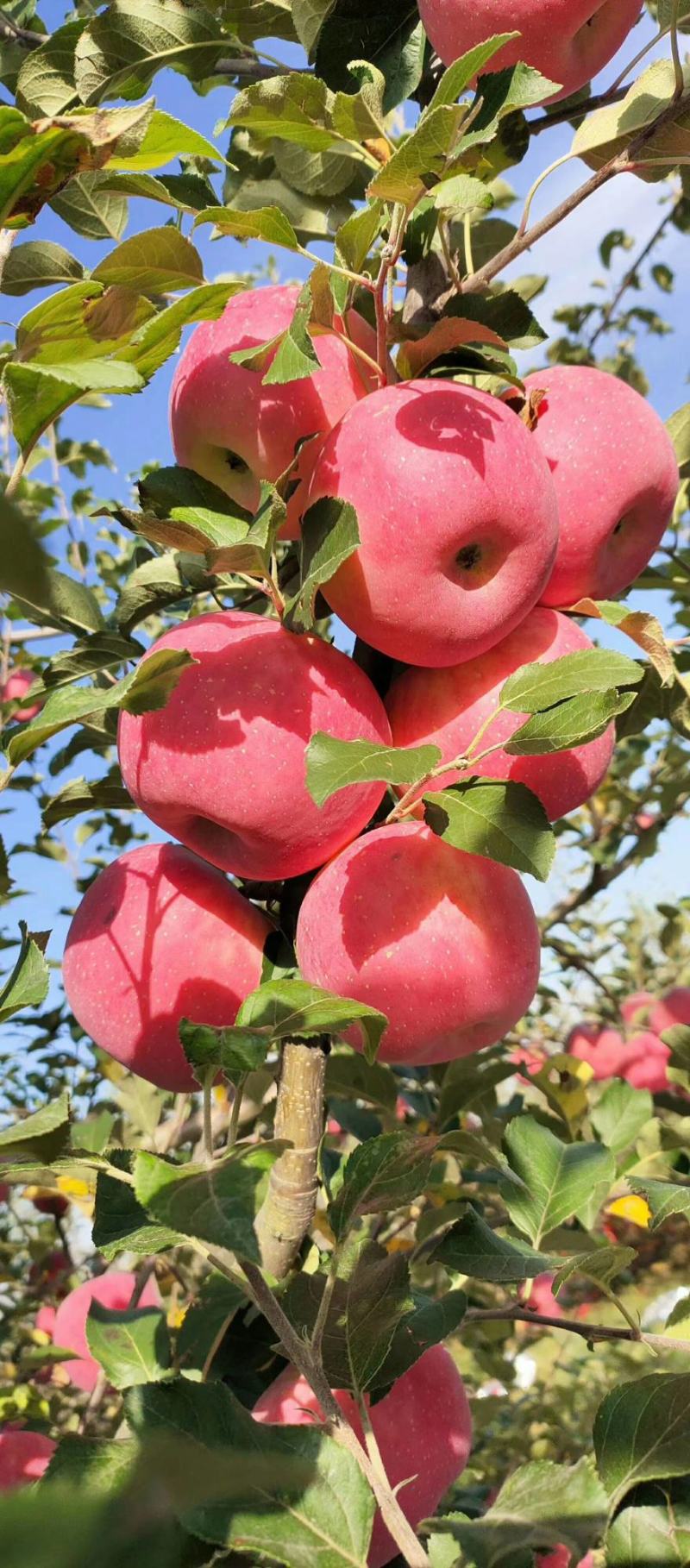 苹果甜度高正宗