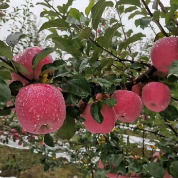 全国包邮苹果价格美丽