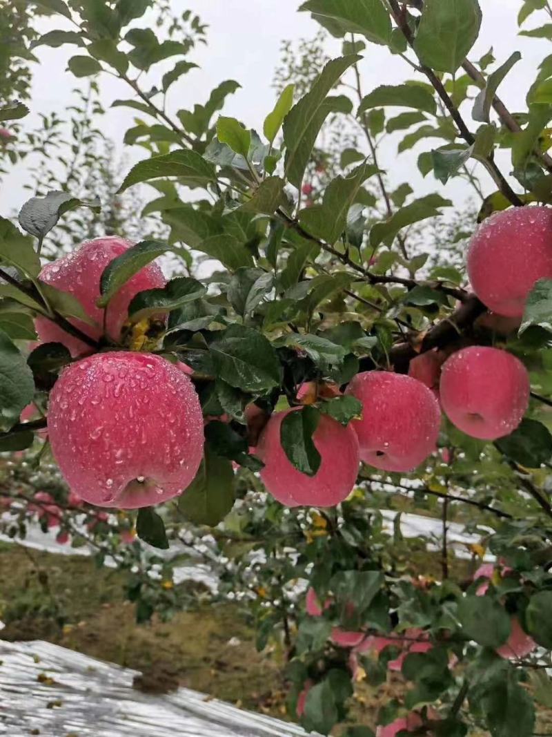 全国包邮苹果价格美丽
