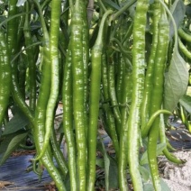 正规货源鲜辣椒支持拿样随时供应