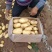 天然新鲜土豆全国供应欢迎联系