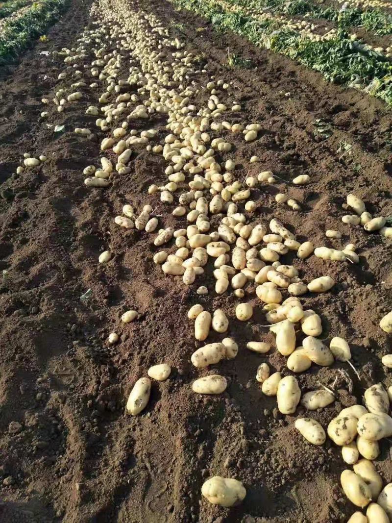 正宗土豆源头供应价格美丽