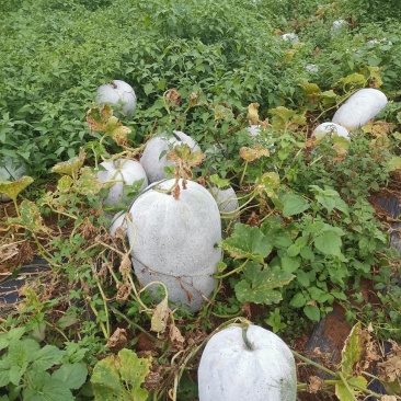 正品保障冬瓜现货秒发价格实惠