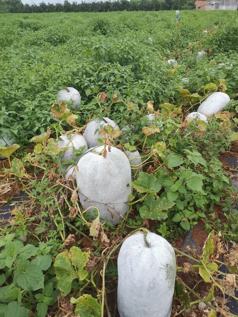 正品保障冬瓜现货秒发价格实惠