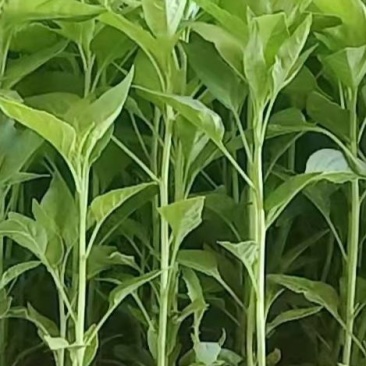根须优质辣椒苗自产自销包运输