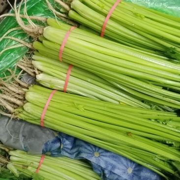 应季芹菜长期有货正品保障