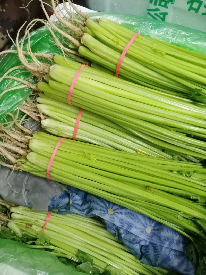 应季芹菜长期有货正品保障