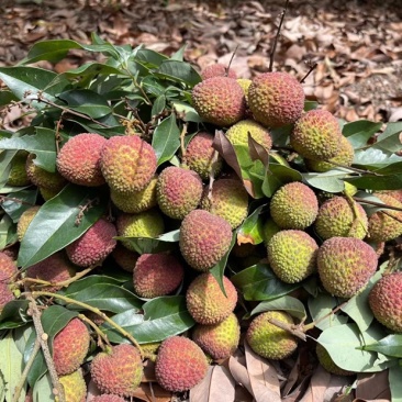 荔枝桂味荔枝自家基地量大从优