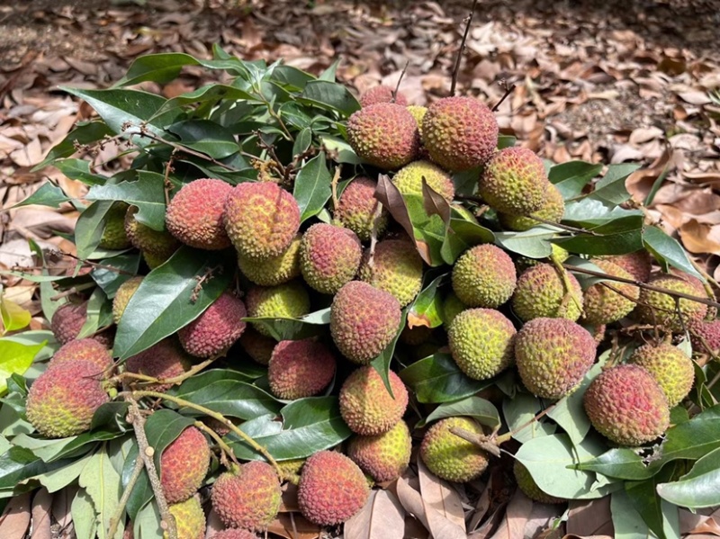 荔枝桂味荔枝自家基地量大从优