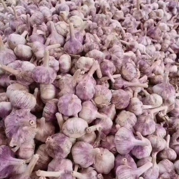 产地直发新鲜大蒜量大从优