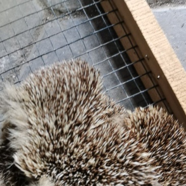 刺猬皮