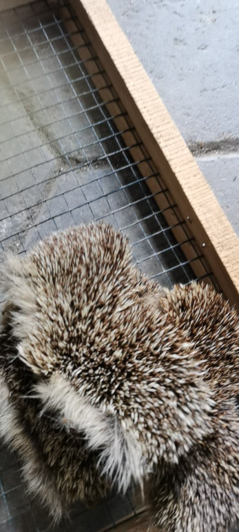 刺猬皮