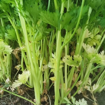 正宗芹菜随时有货欢迎联系