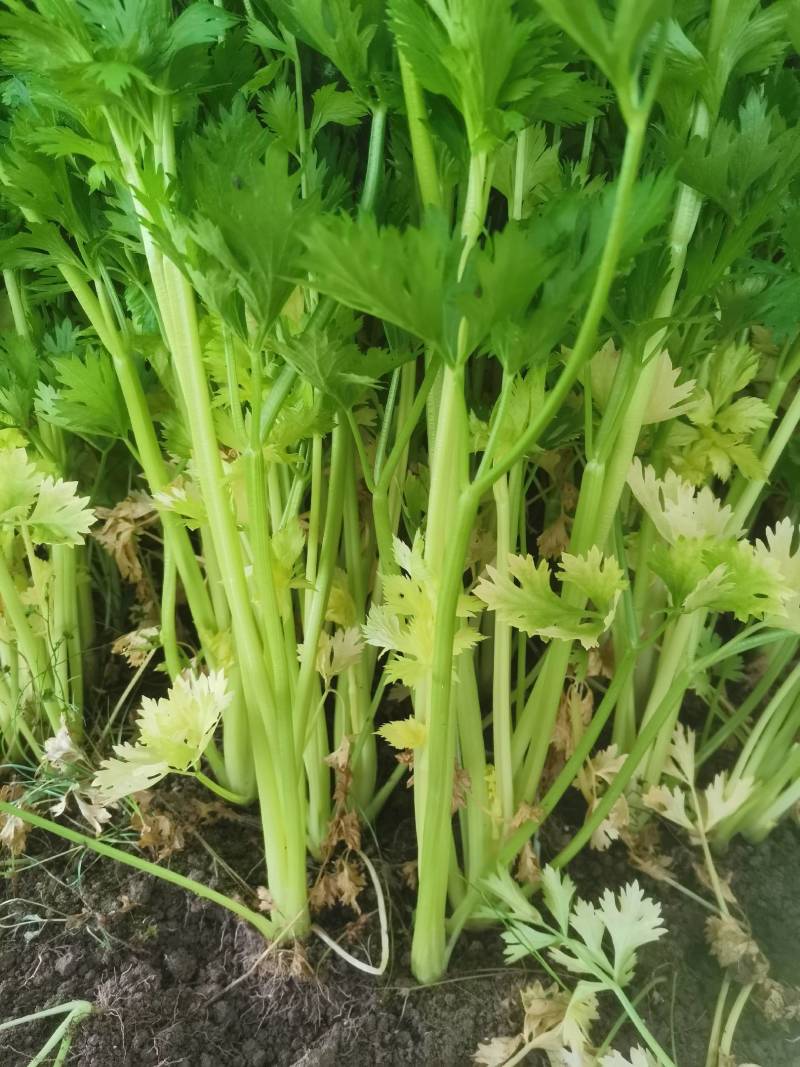 正宗芹菜随时有货欢迎联系