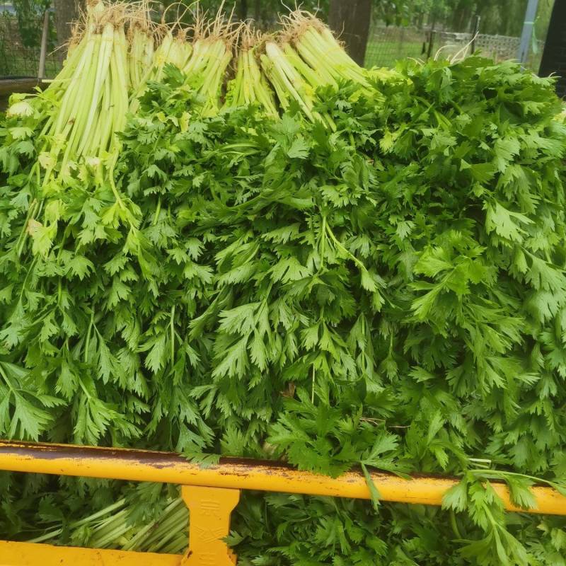 保质保量芹菜现货秒发支持拿样