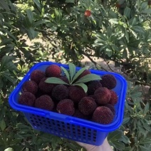 杨梅现货秒发量大优惠