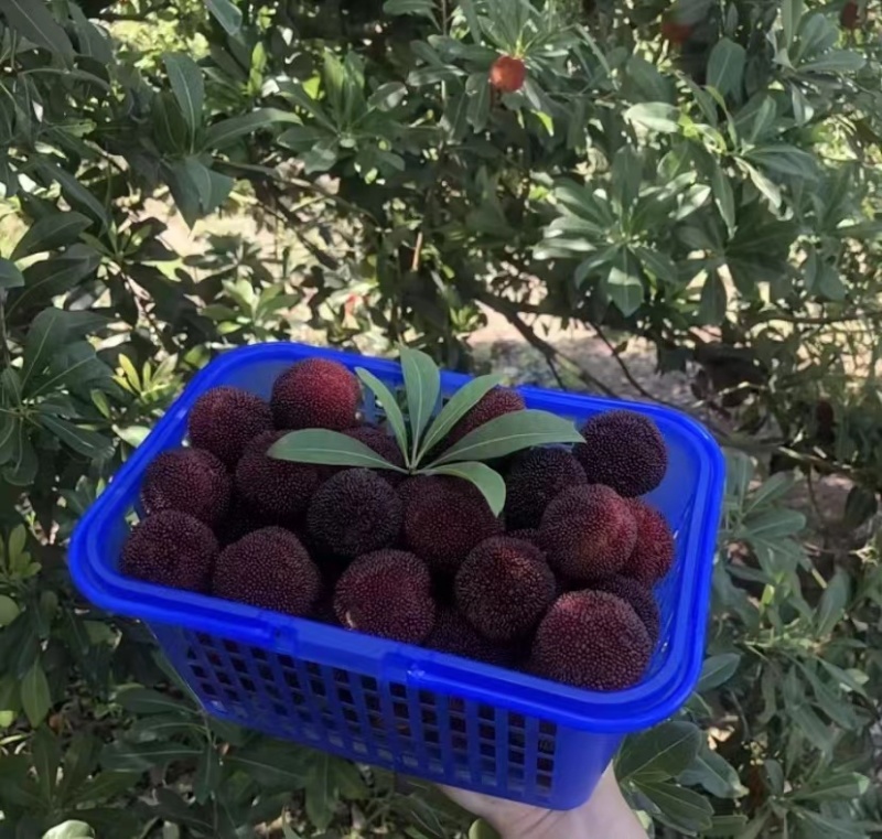 杨梅现货秒发量大优惠