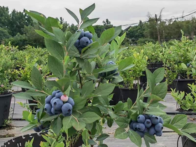 蓝莓营养多汁自家工厂支持拿样