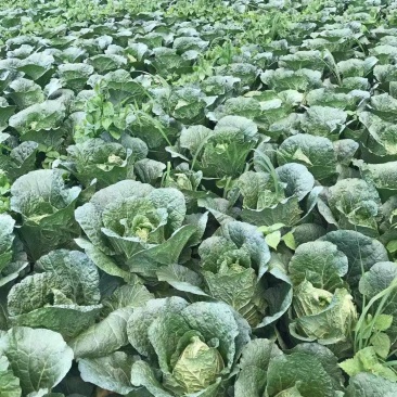 新鲜正宗白菜，产地直发全网低价