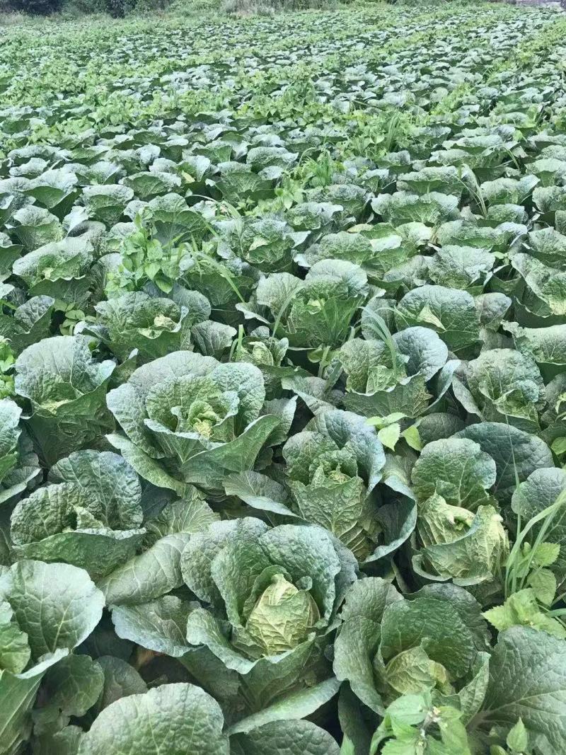 新鲜正宗白菜，产地直发全网低价