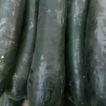 正品保障冬瓜下单秒发价格美丽