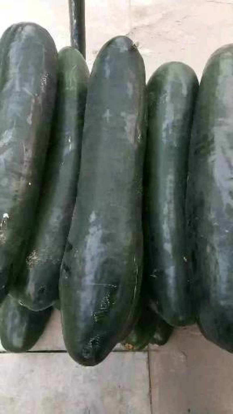 正品保障冬瓜下单秒发价格美丽