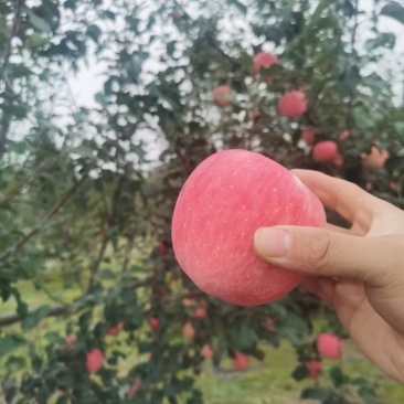 苹果精品全国包邮欢迎电话咨询