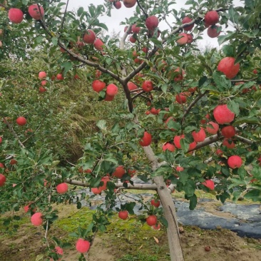 苹果量大优惠长期有货