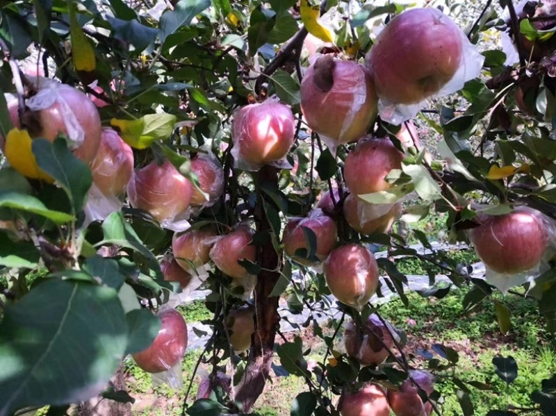 保质保量苹果量大从优