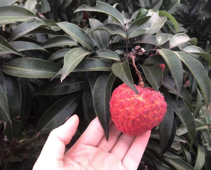 营养多汁荔枝价格美丽