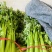 天然新鲜芹菜全国供应欢迎联系