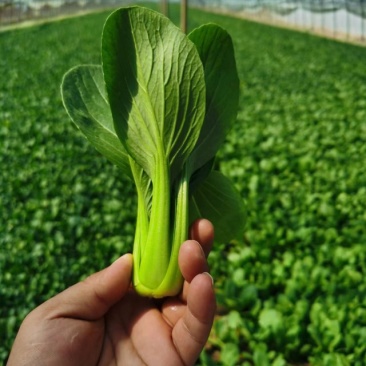 正宗天然新鲜油菜直供全国