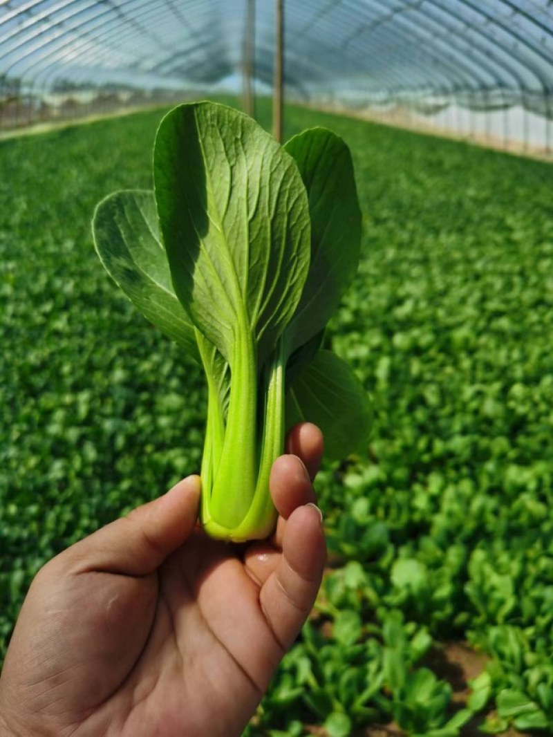 正宗天然新鲜油菜直供全国