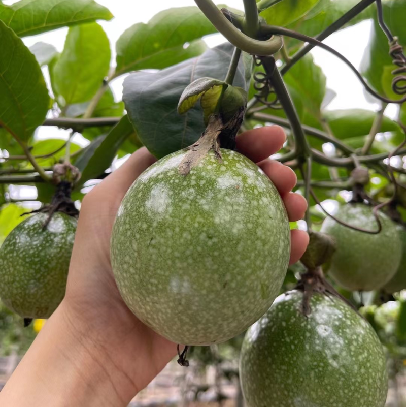 百香果一手货源孕妇推荐支持拿样