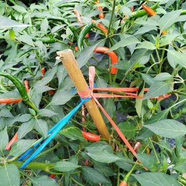 精品鲜辣椒随时有货欢迎联系