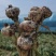 山东大蒜紫皮蒜蒜头产地万亩规模品质保证源头供应价格美丽