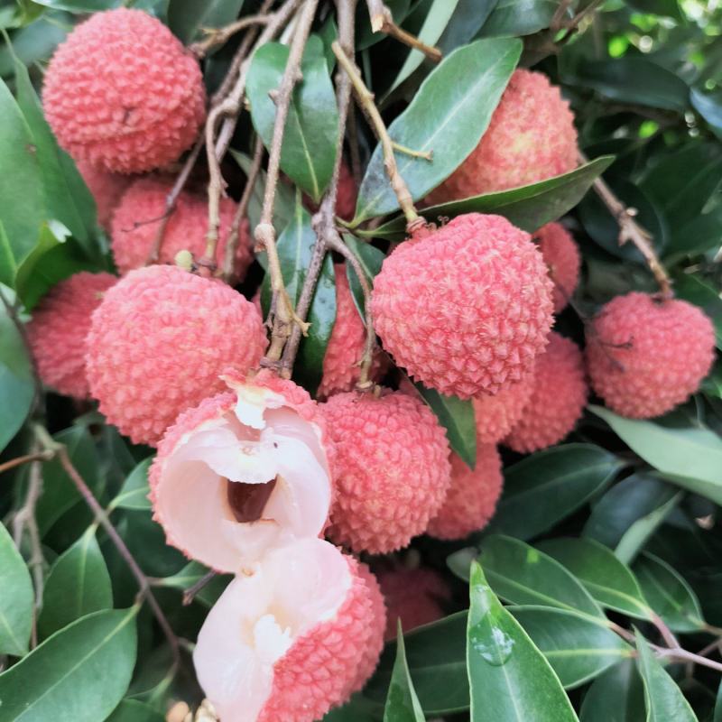 荔枝规格齐全现货秒发量大从优