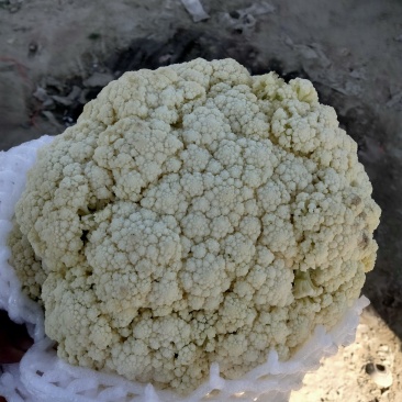 保质保量菜花产地直发欢迎联系