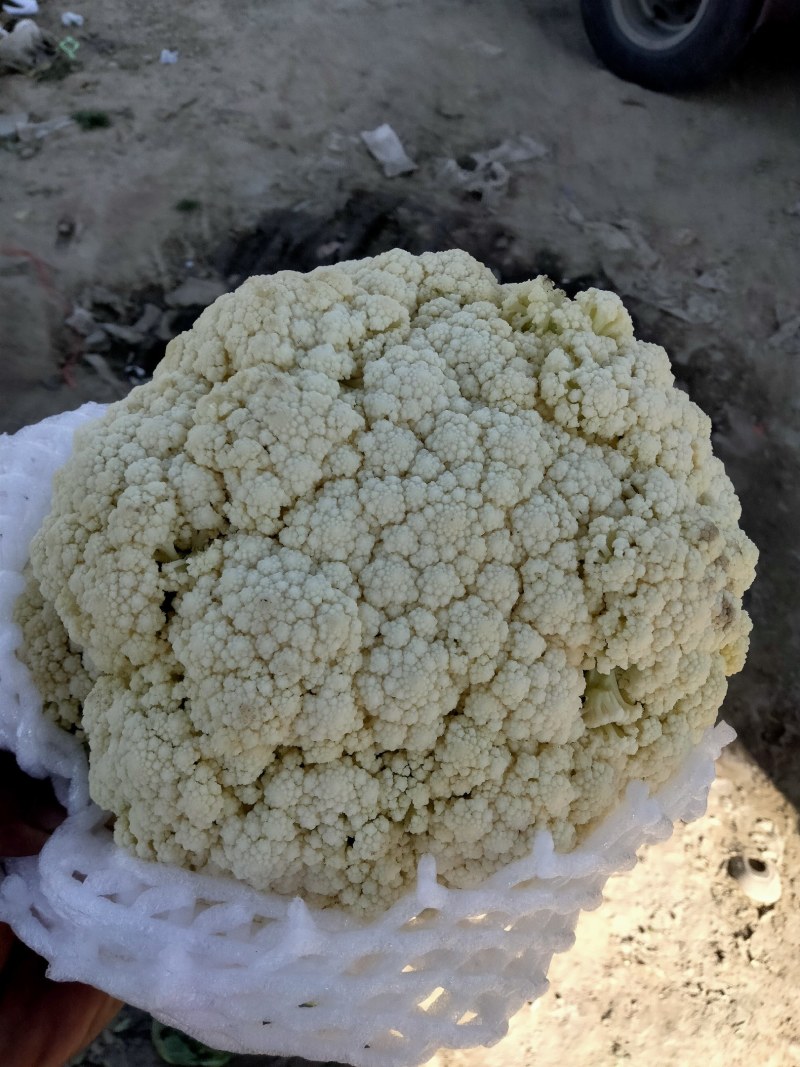 保质保量菜花产地直发欢迎联系