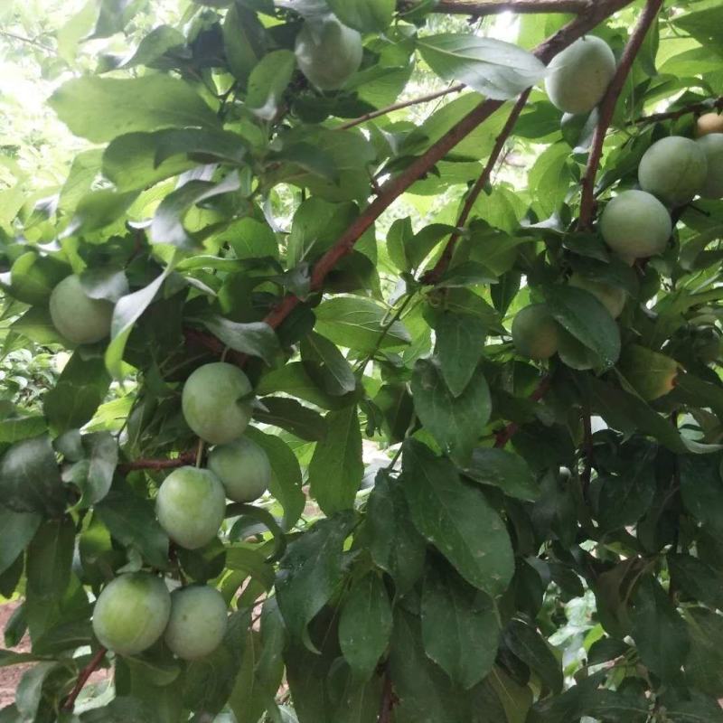 热销产品李子，罐头李子加工，果脯蜜饯李子加工李子