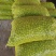 热销产品李子，罐头李子加工，果脯蜜饯李子加工李子