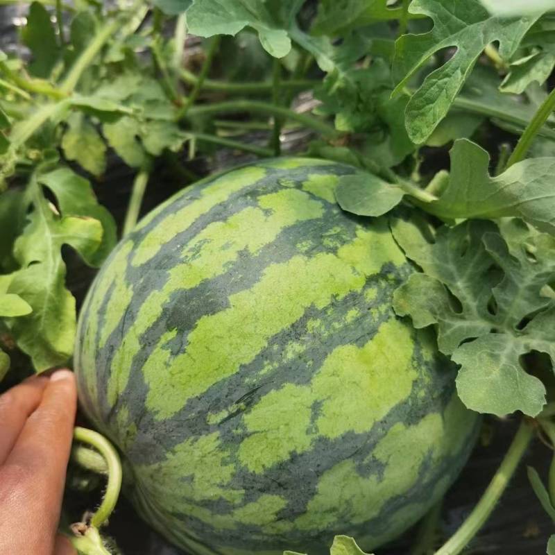 西瓜精品欢迎电话咨询量大优惠