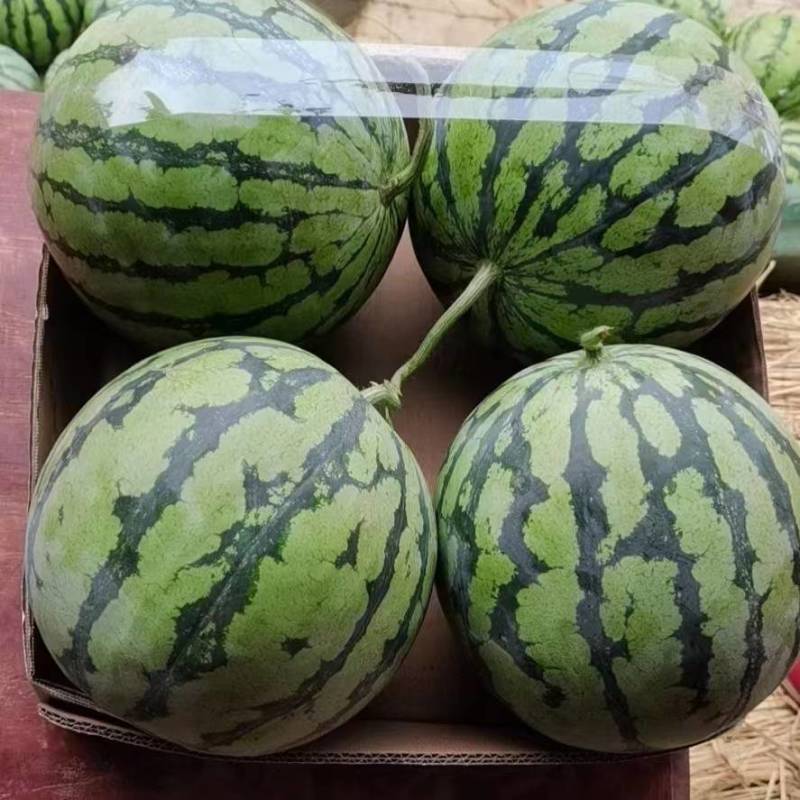 西瓜精品欢迎电话咨询量大优惠