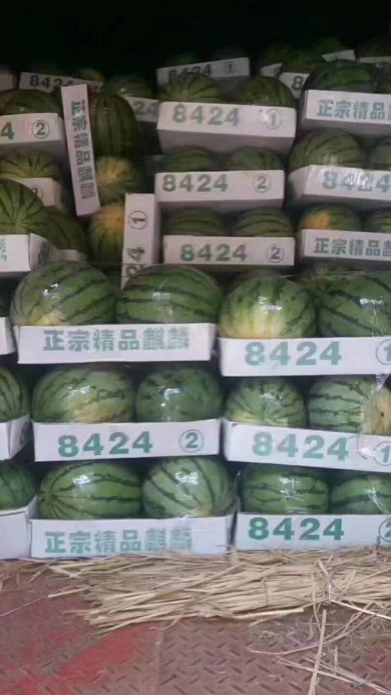 西瓜精品欢迎电话咨询量大优惠