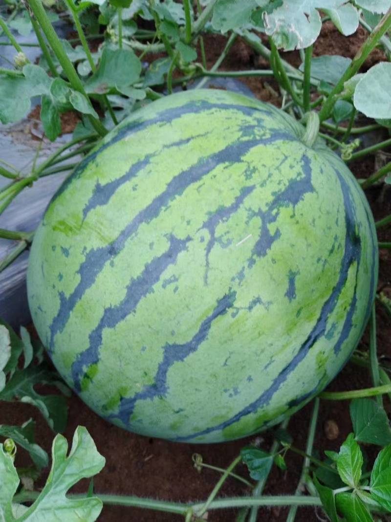 西瓜精品欢迎电话咨询量大优惠