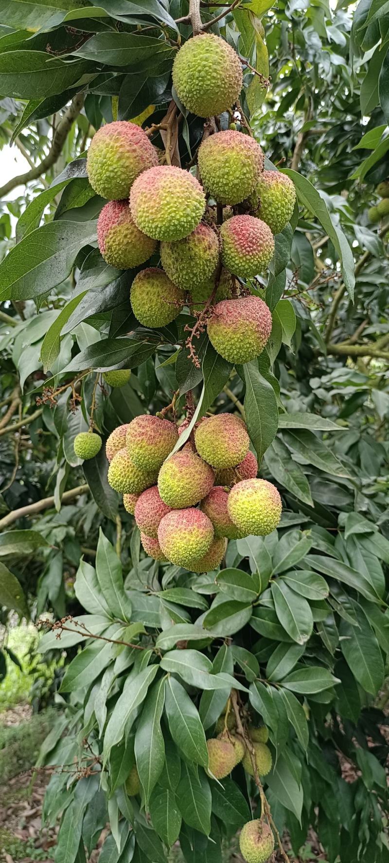 应季荔枝源头供应价格美丽